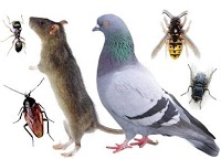 EHS Pest Control Ltd AYR 373658 Image 0